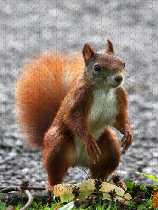 Neugieriges Eichhörnchen - CALVENDO Foto-Puzzle'