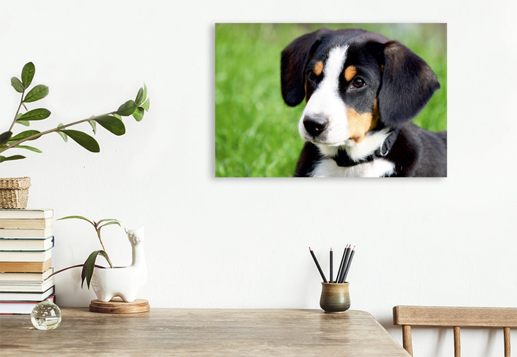 Premium Textil-Leinwand Premium Textil-Leinwand 120 cm x 80 cm quer Entlebucher Sennenhund