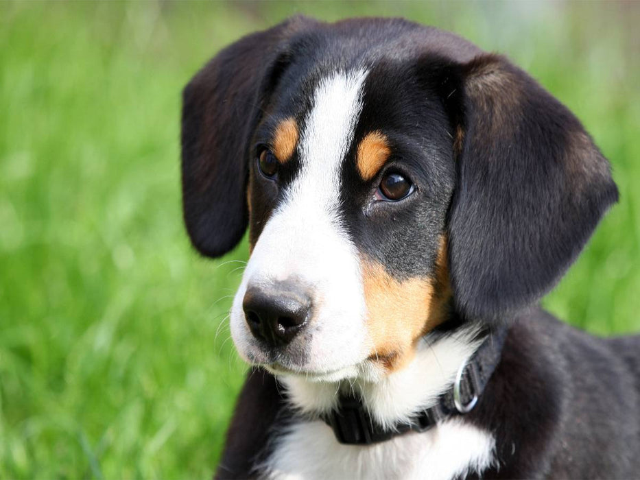 Entlebucher Sennenhund - CALVENDO Foto-Puzzle'
