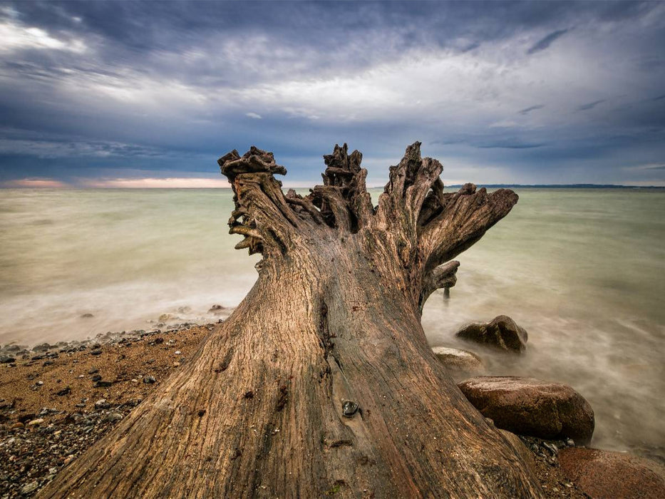 Baumstamm an der Ostseeküste - CALVENDO Foto-Puzzle'