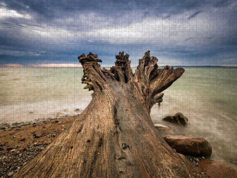 Baumstamm an der Ostseeküste - CALVENDO Foto-Puzzle'