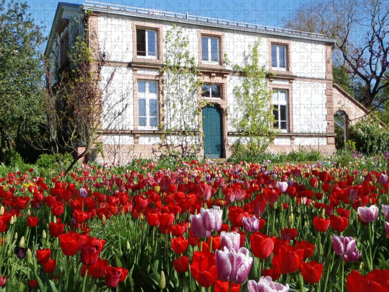 Tulpenblüte im Sichtungsgarten Hermannshof in Weinheim - CALVENDO Foto-Puzzle'
