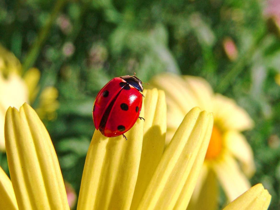Marienkäfer - CALVENDO Foto-Puzzle'