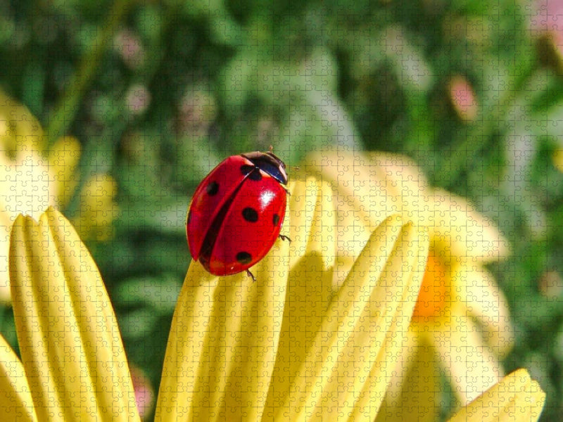 Marienkäfer - CALVENDO Foto-Puzzle'
