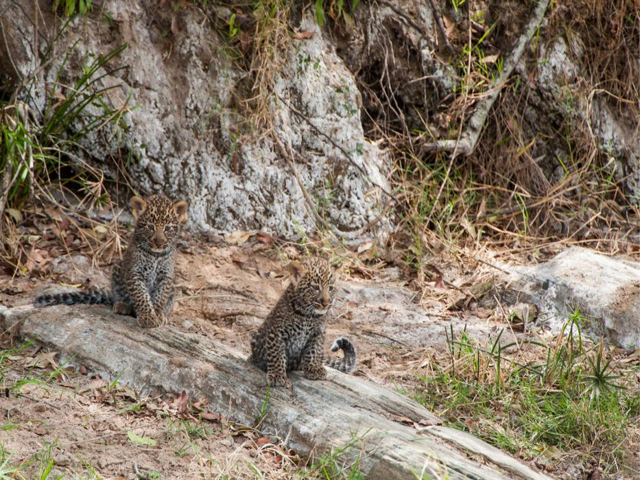 Ein Motiv aus dem Kalender Emotionale Momente: Leoparden - CALVENDO Foto-Puzzle'
