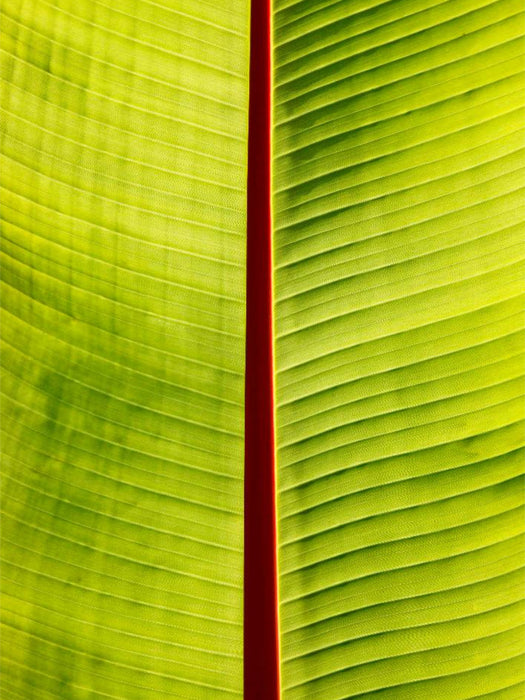 Blatt - CALVENDO Foto-Puzzle'