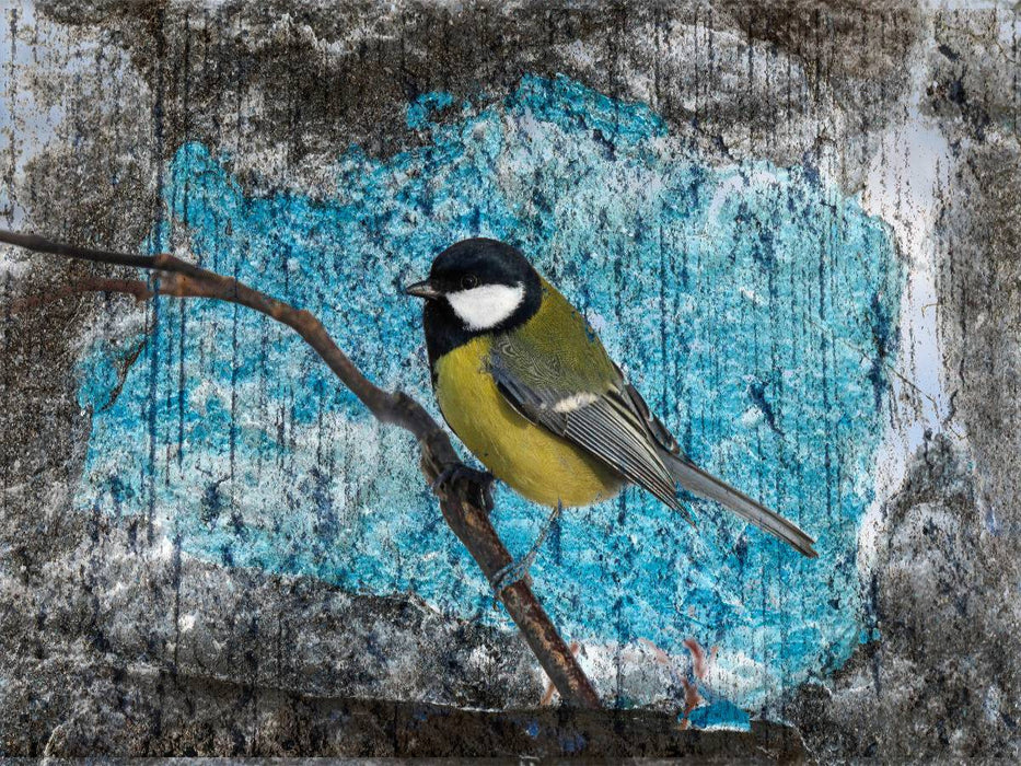 Kohlmeise - CALVENDO Foto-Puzzle'
