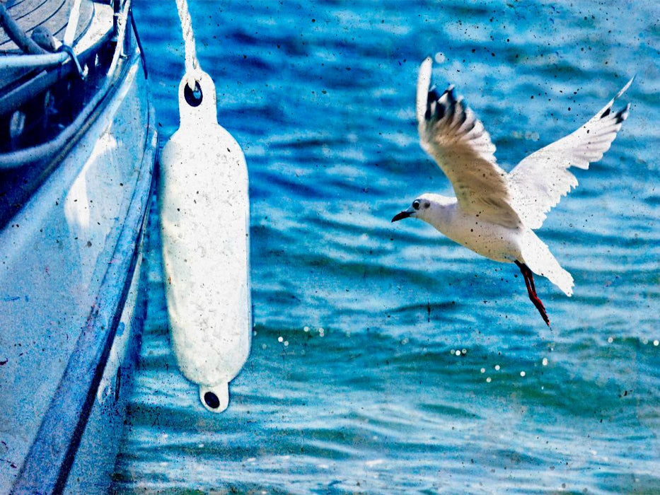 Möwe - CALVENDO Foto-Puzzle'