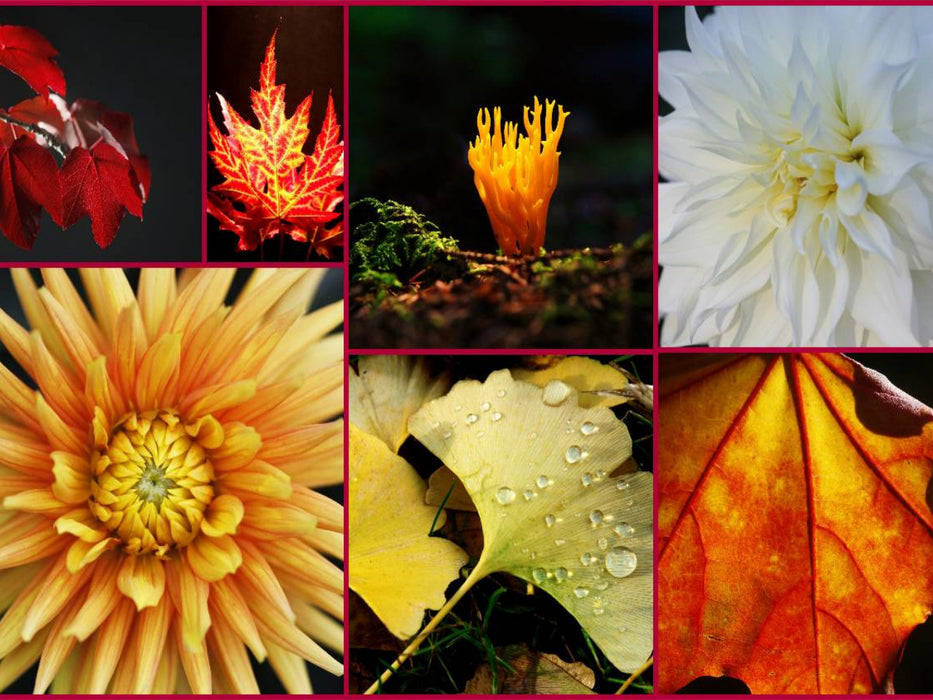 Ein Motiv aus dem Kalender Florales zu jeder Jahreszeit - CALVENDO Foto-Puzzle'