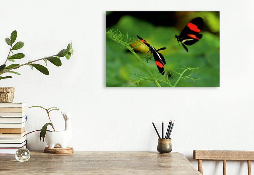 Premium Textil-Leinwand Premium Textil-Leinwand 120 cm x 80 cm quer Heliconius-Falter