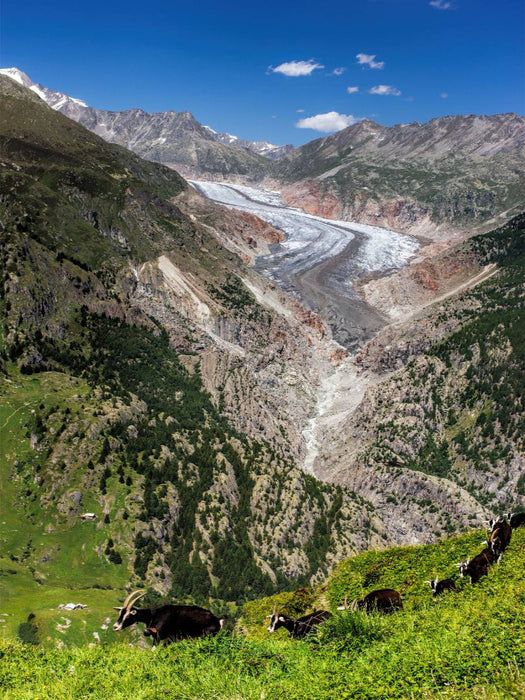 Fieschergletscher (Wallis - Schweiz) - CALVENDO Foto-Puzzle'