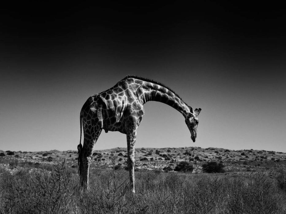 Giraffe - CALVENDO Foto-Puzzle'