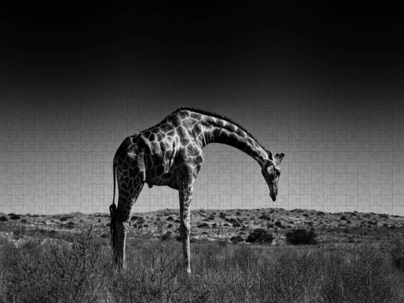 Giraffe - CALVENDO Foto-Puzzle'