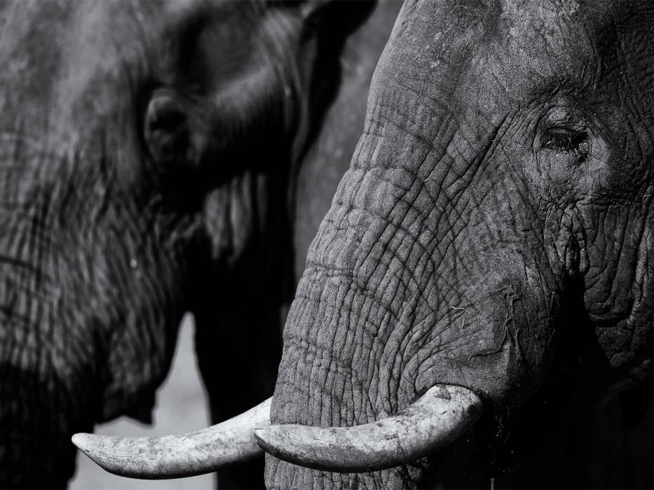 Afrikanischer Elefant - CALVENDO Foto-Puzzle'