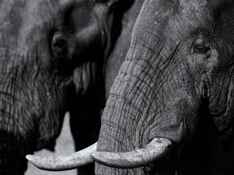 Afrikanischer Elefant - CALVENDO Foto-Puzzle'