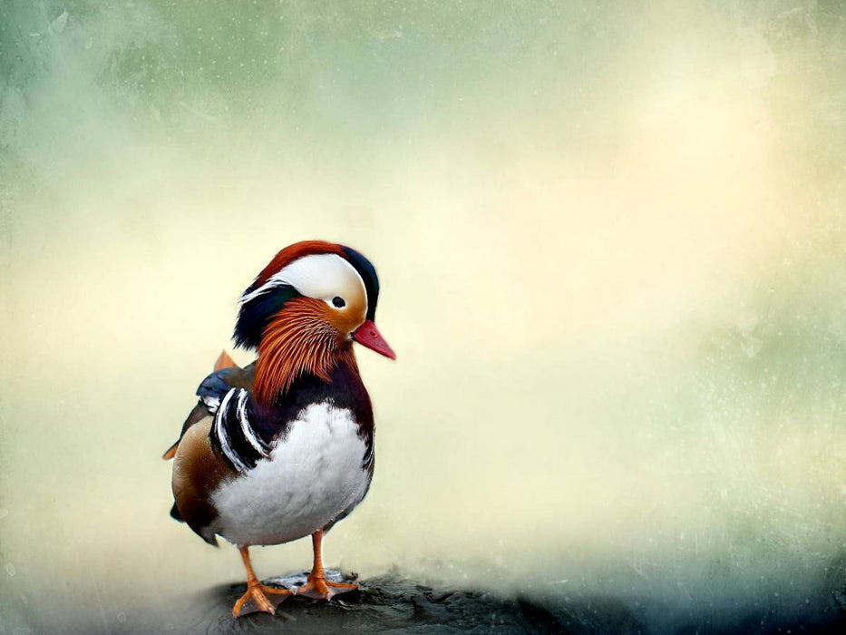 Mandarinente - CALVENDO Foto-Puzzle'