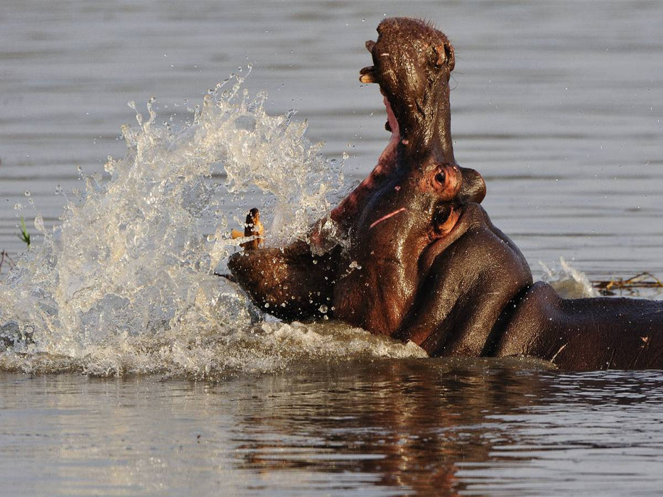 Nilpferd - CALVENDO Foto-Puzzle'
