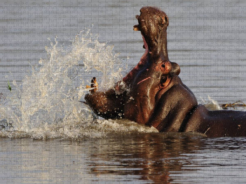 Nilpferd - CALVENDO Foto-Puzzle'