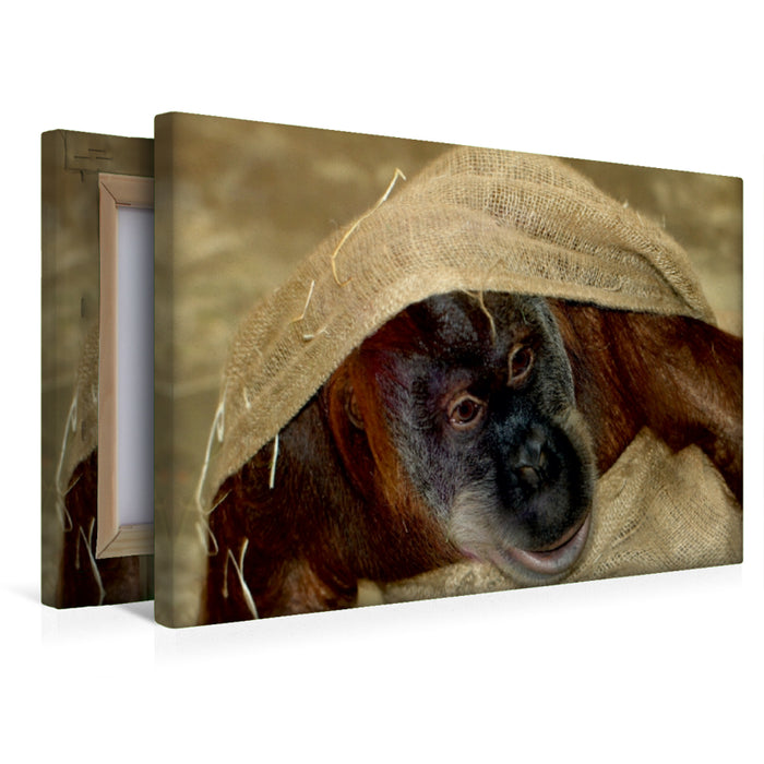 Premium Textil-Leinwand Affenbaby