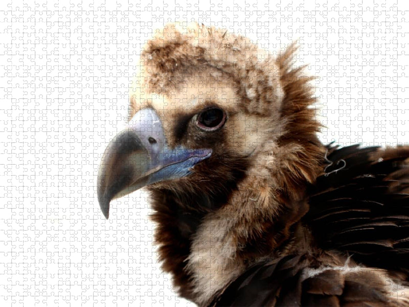 Geierportrait - CALVENDO Foto-Puzzle'