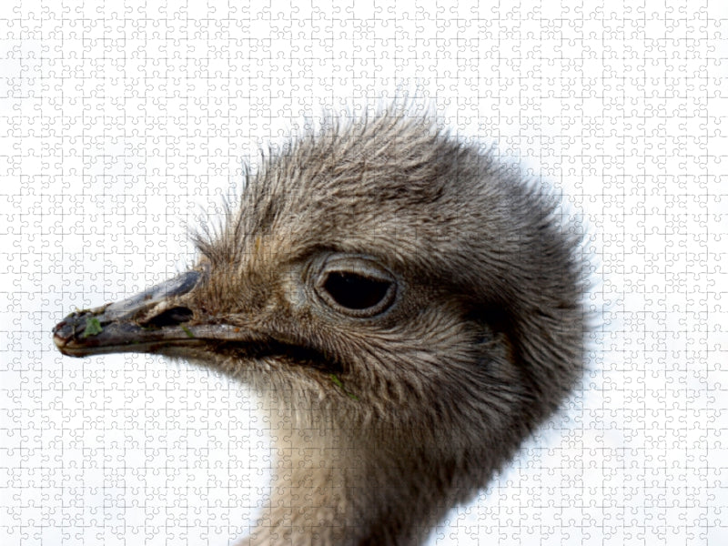 Nandu - CALVENDO photo puzzle 
