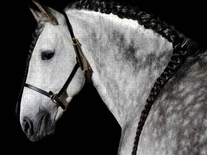 Ein Motiv aus dem Kalender BEAUTIFUL PFERDE - CALVENDO Foto-Puzzle'