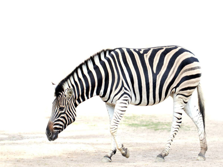 Zebra - CALVENDO Foto-Puzzle'