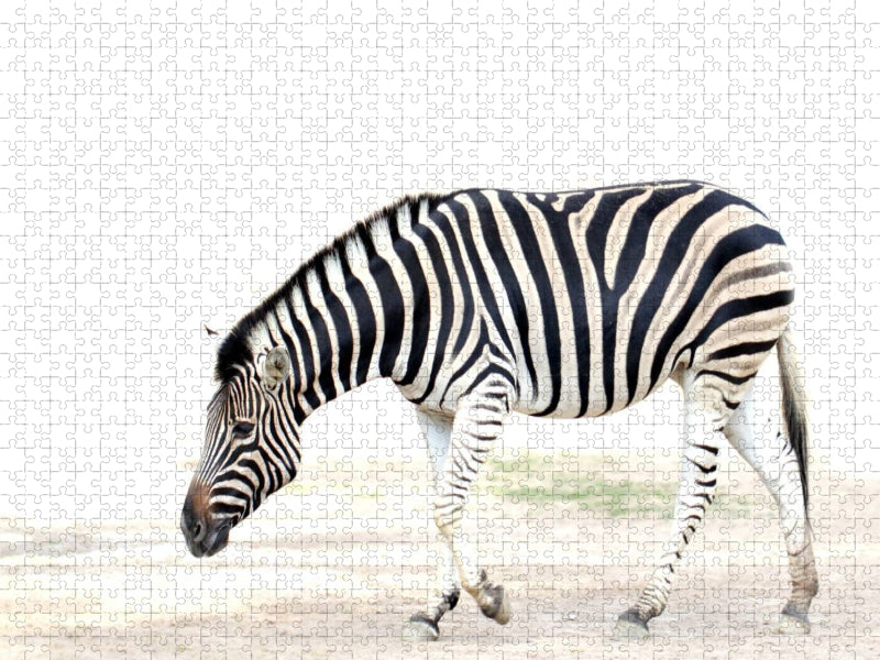 Zebra - CALVENDO Foto-Puzzle'