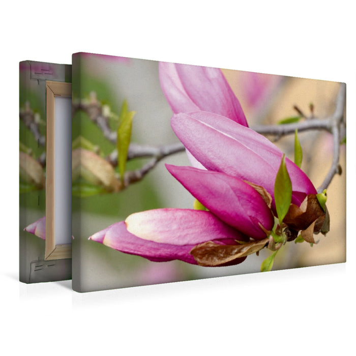 Premium Textil-Leinwand Magnolienblüte