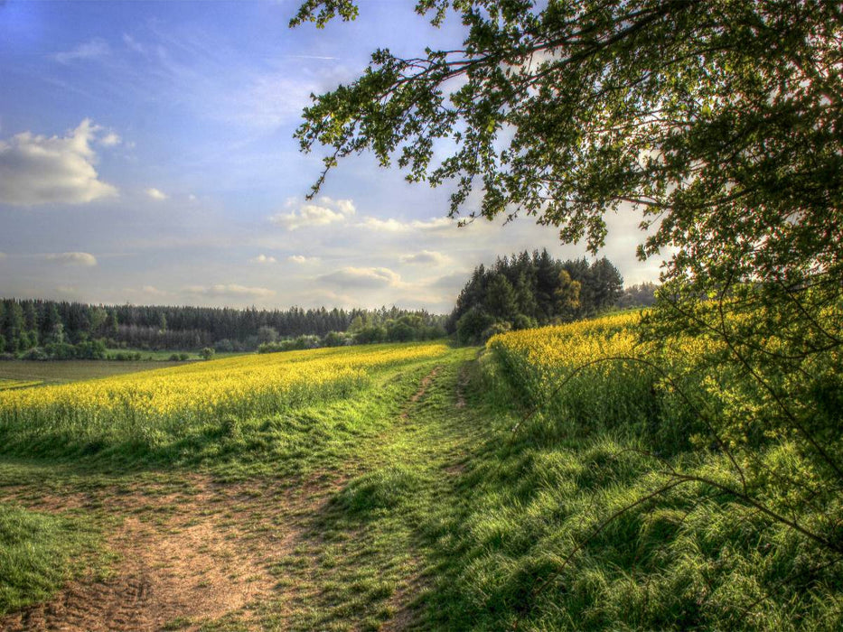 Rapsfeld in der Gegend von Mechernich - CALVENDO Foto-Puzzle'