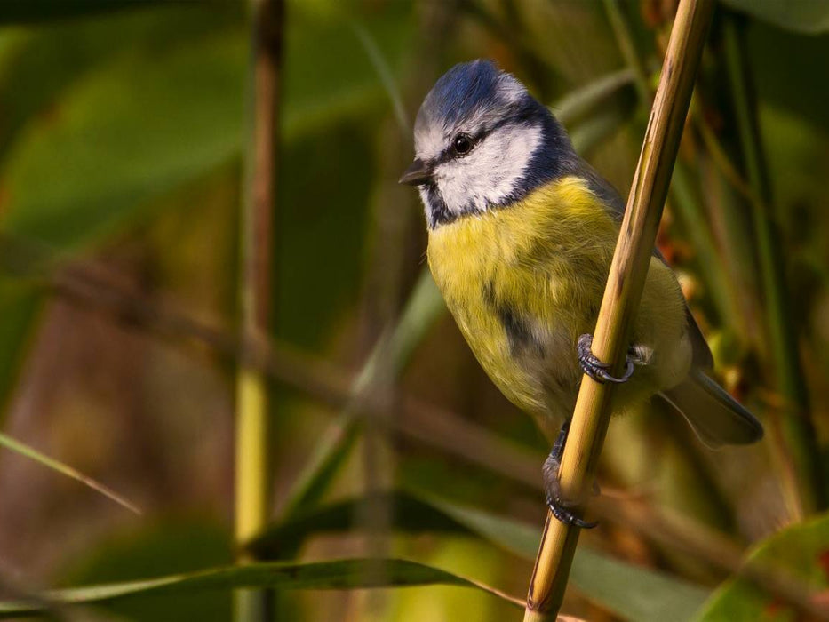 Blaumeise (Cyanistes caeruleus) - CALVENDO Foto-Puzzle'