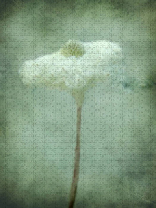 Wild lockendes Lockenblümchen - CALVENDO Foto-Puzzle'