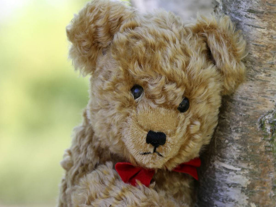 Teddy - CALVENDO Foto-Puzzle'