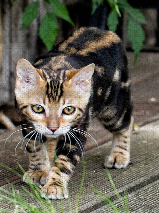 Suki - kleine Leopardin - CALVENDO Foto-Puzzle'