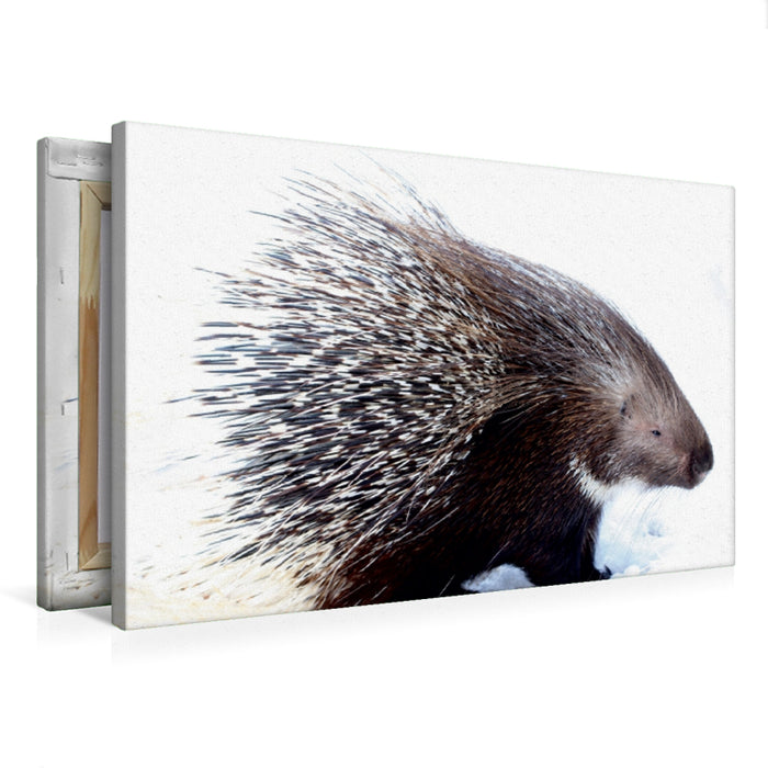 Premium Textil-Leinwand Stachtelschwein