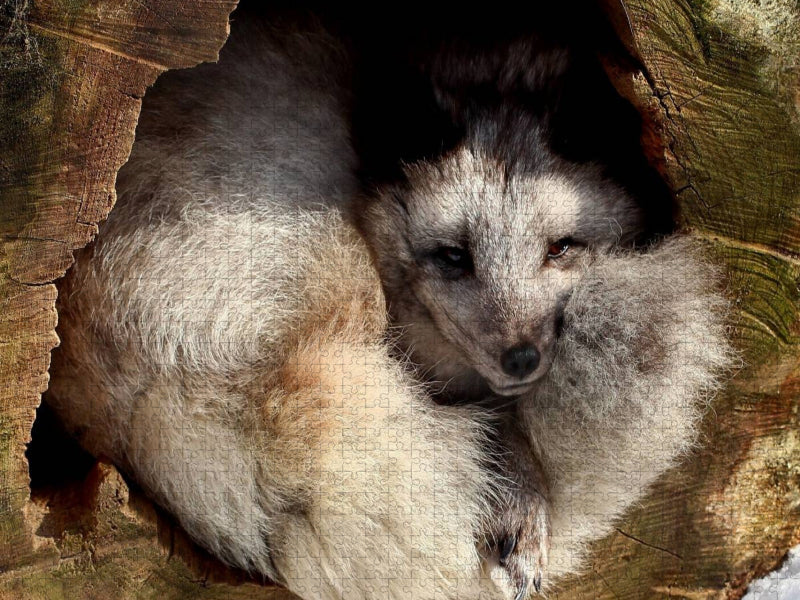 Polarfuchs - CALVENDO Foto-Puzzle'