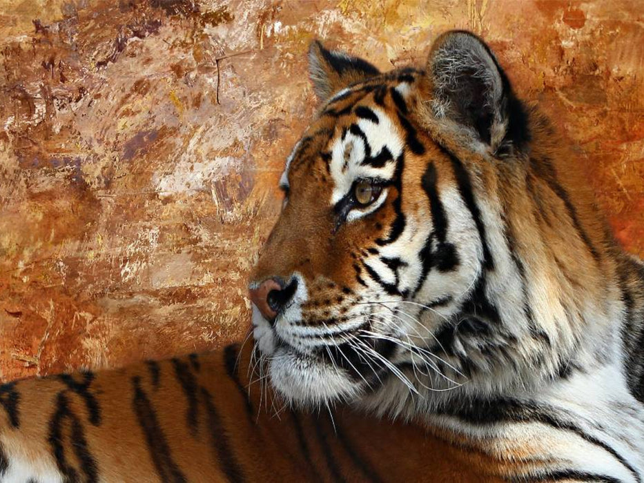 Sibirischer Tiger - CALVENDO Foto-Puzzle'