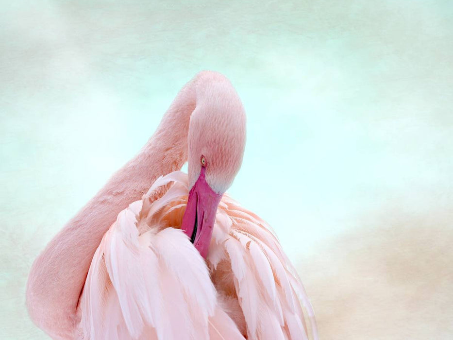 Rosa Flamingo - CALVENDO Foto-Puzzle'