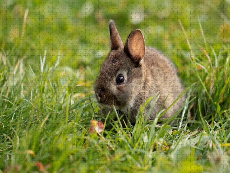 Hasenbaby im Gras - CALVENDO Foto-Puzzle'