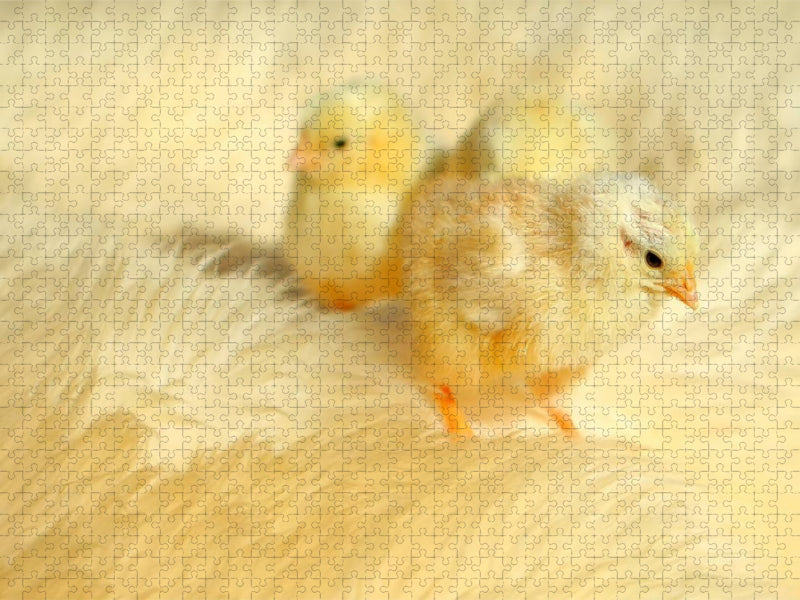Drei niedliche Küken - CALVENDO Foto-Puzzle'