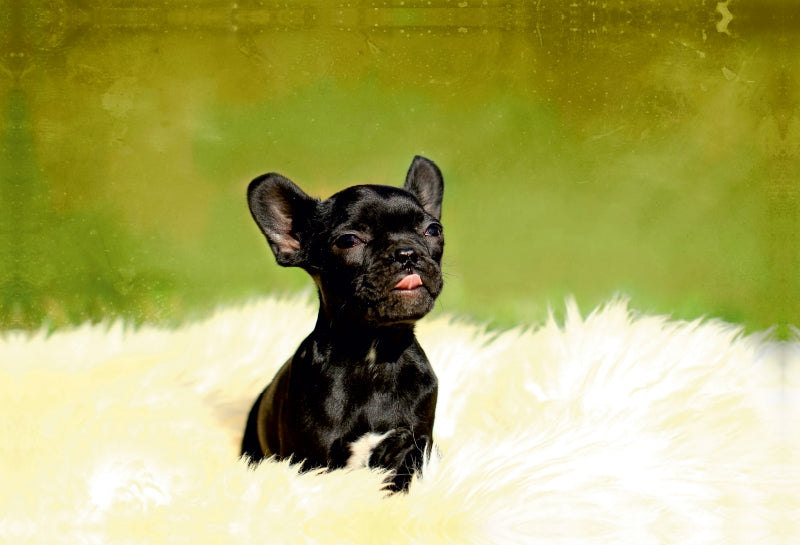 Premium Textil-Leinwand Niedlicher Hundewelpe