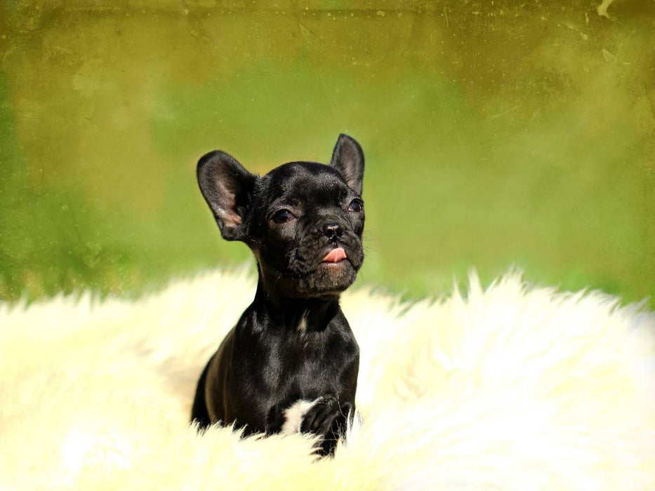 Niedlicher Hundewelpe - CALVENDO Foto-Puzzle'