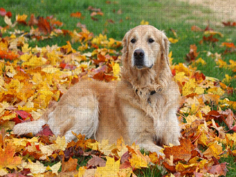 Golden Retriever - CALVENDO Foto-Puzzle'