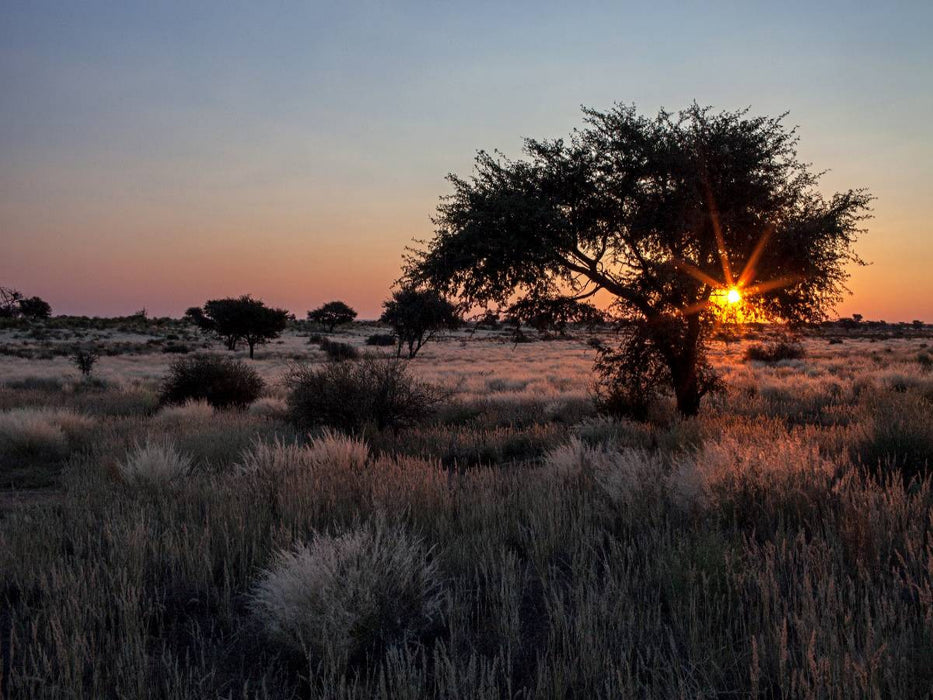 Akazienbaum in der Kalahari-Wüste in Namibia - CALVENDO Foto-Puzzle'