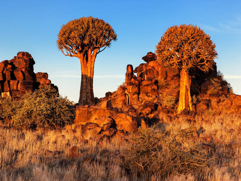 Köcherbaum im Abendlicht in der Namib Wüste in Namibia - CALVENDO Foto-Puzzle'