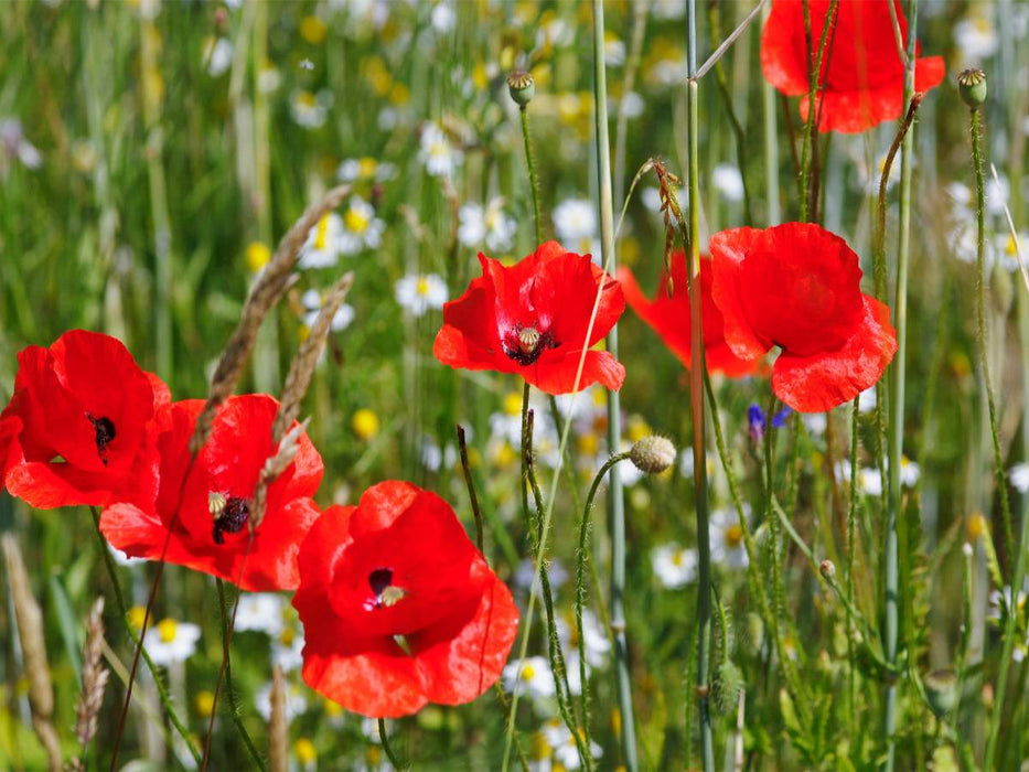 Mohnblumen am Feldrand - CALVENDO Foto-Puzzle'