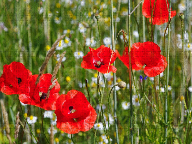 Mohnblumen am Feldrand - CALVENDO Foto-Puzzle'