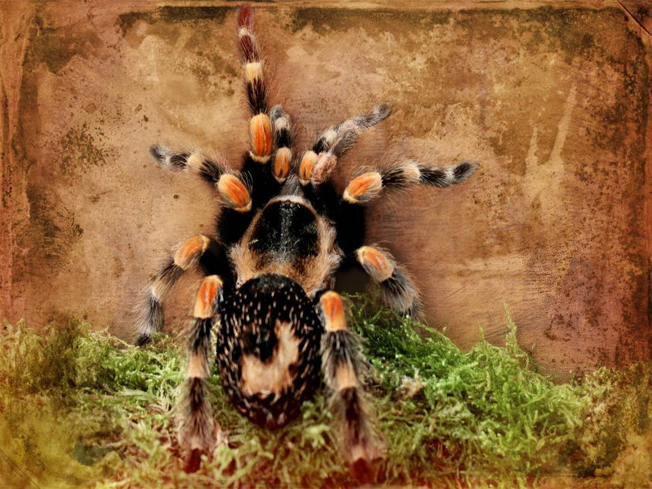 Vogelspinne - CALVENDO Foto-Puzzle'