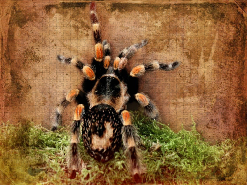 Vogelspinne - CALVENDO Foto-Puzzle'