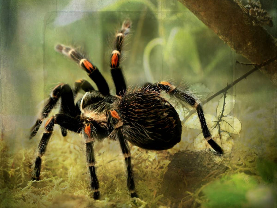 Vogelspinne - CALVENDO Foto-Puzzle'